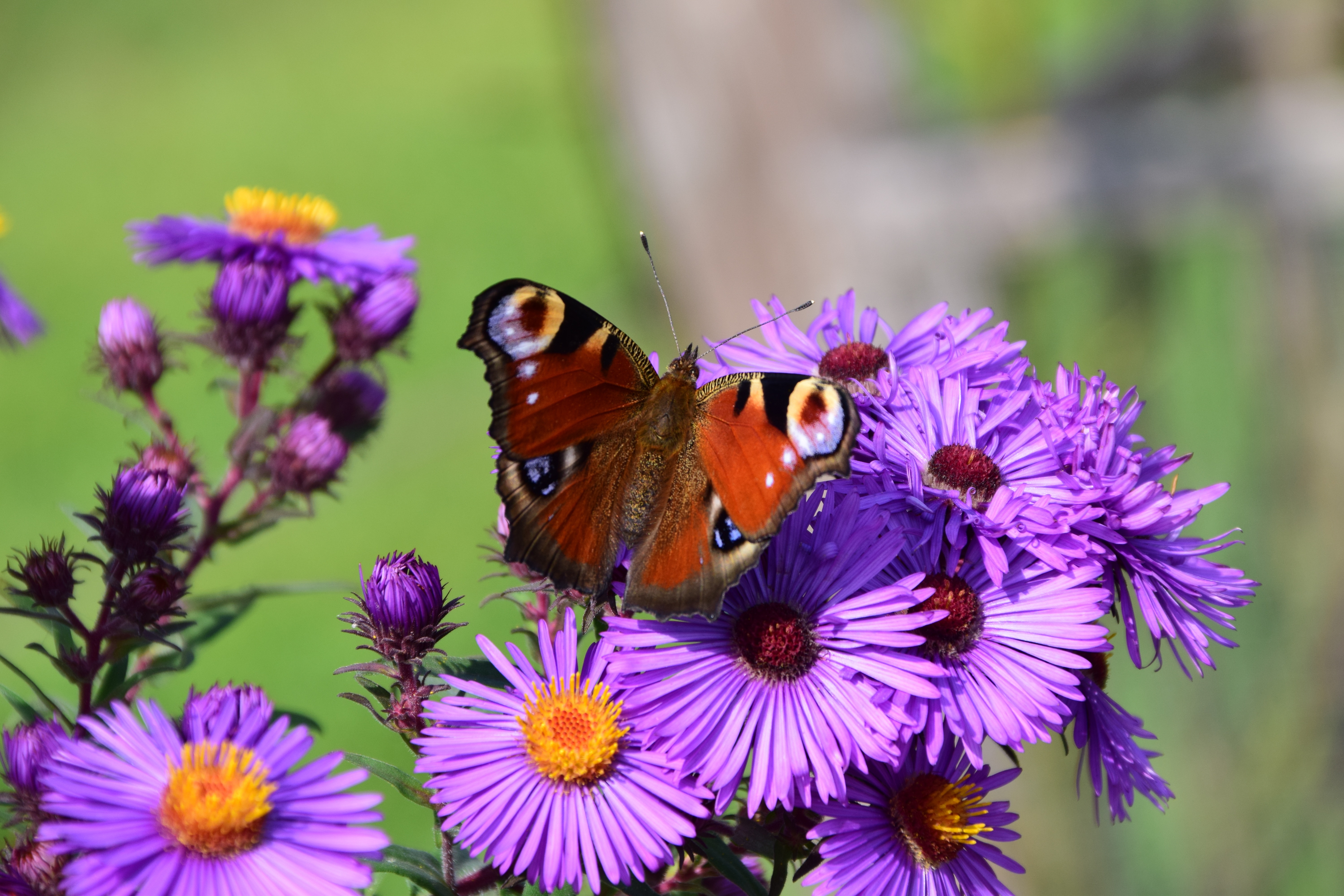 nature blossom plant photography meadow flower purple petal bloom summer food insect botany butterfly garden close flora fauna invertebrate peacock wildflower close up aster late summer nectar macro